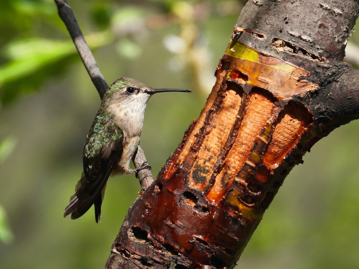 Calliope Hummingbird - ML585070351