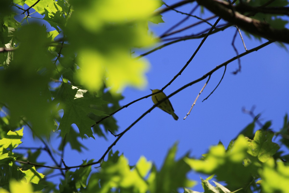 Blue-winged Warbler - ML58507421