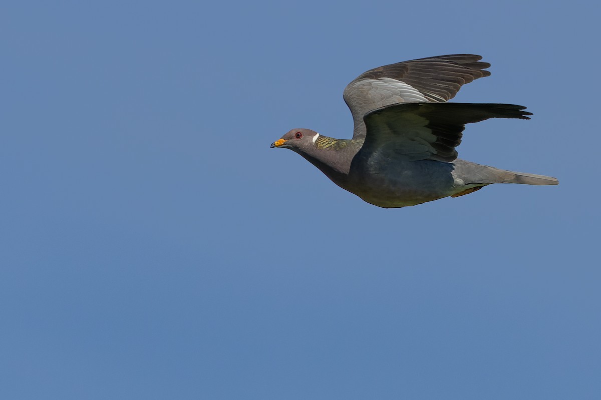 Band-tailed Pigeon - ML585074371