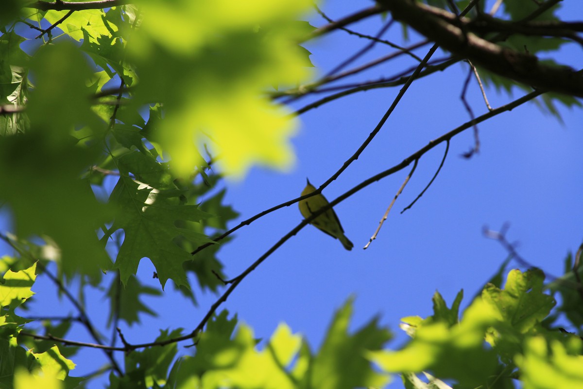 Blue-winged Warbler - ML58507441