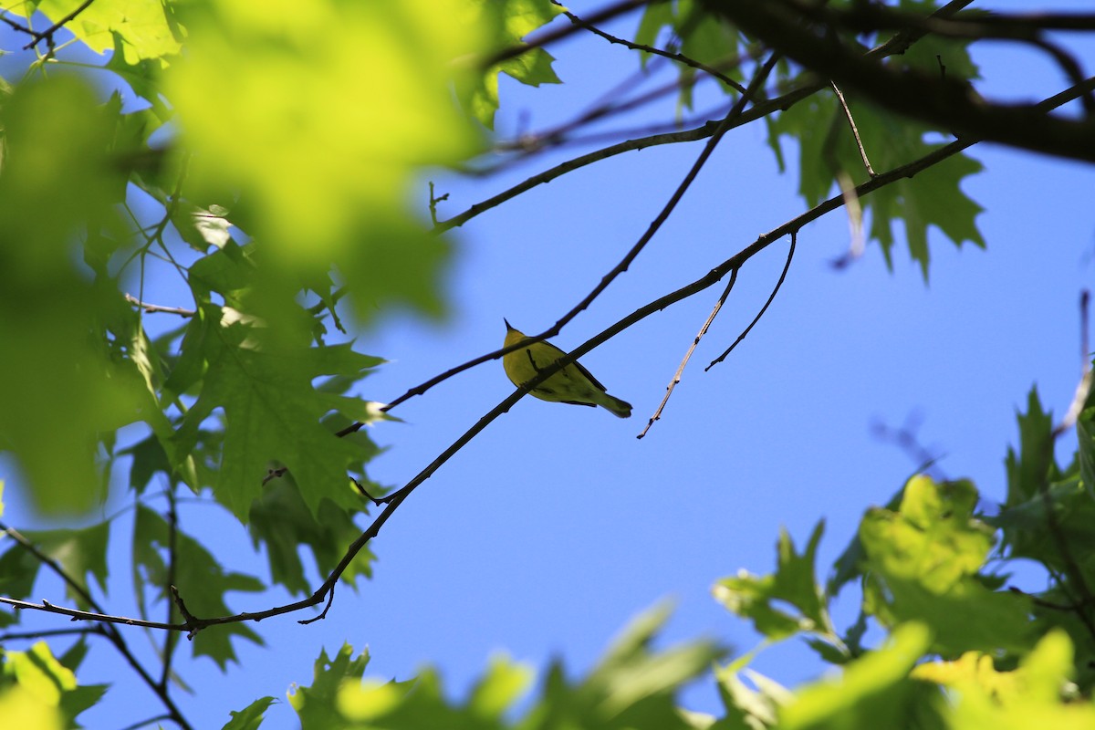 Blue-winged Warbler - ML58507461