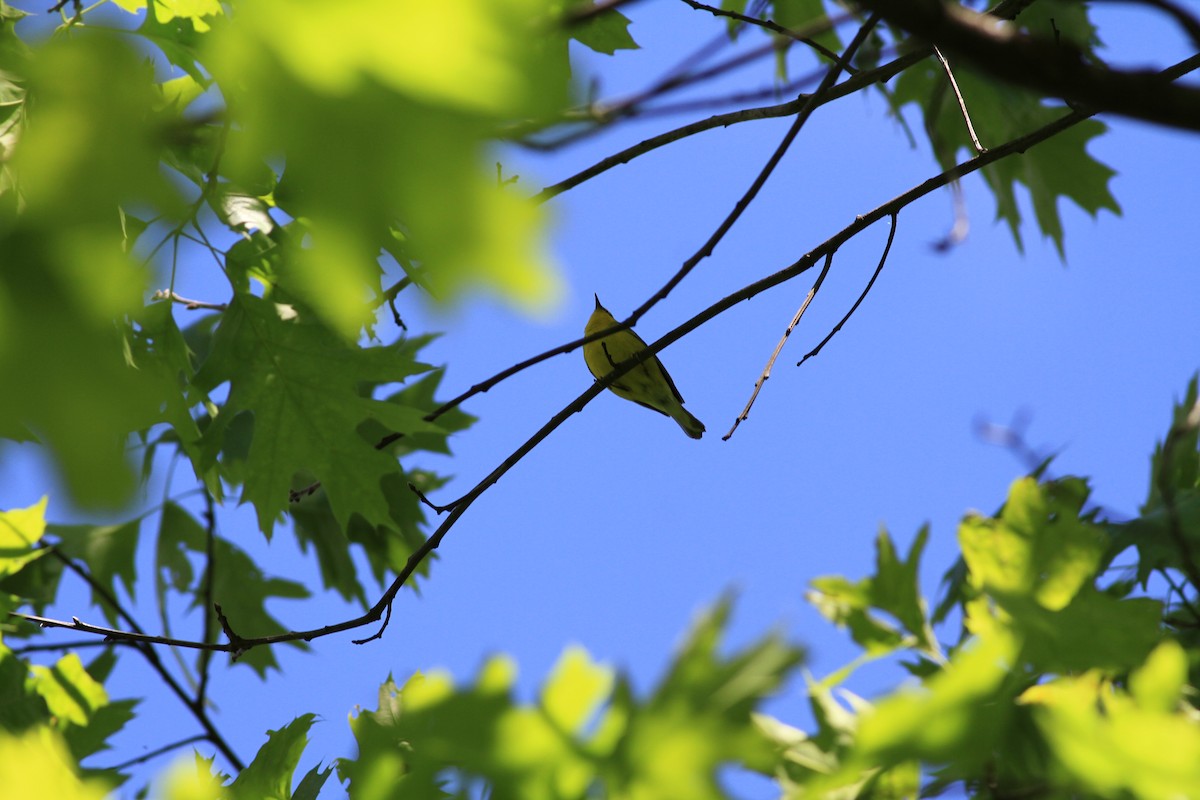 Blue-winged Warbler - ML58507481