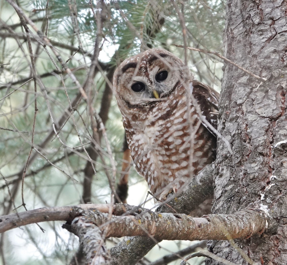 Spotted Owl (Mexican) - ML585075591