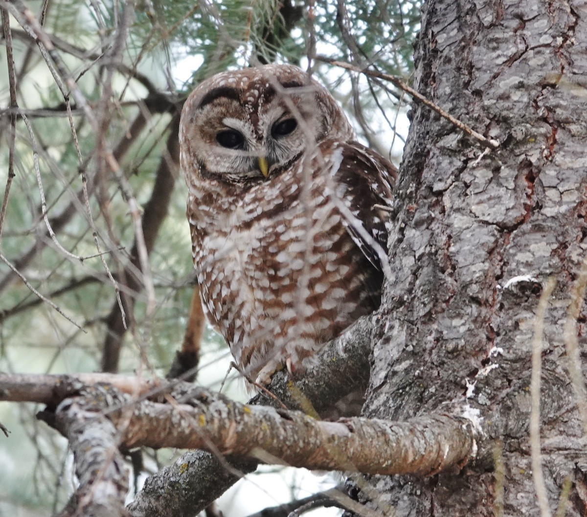 Spotted Owl (Mexican) - ML585075701