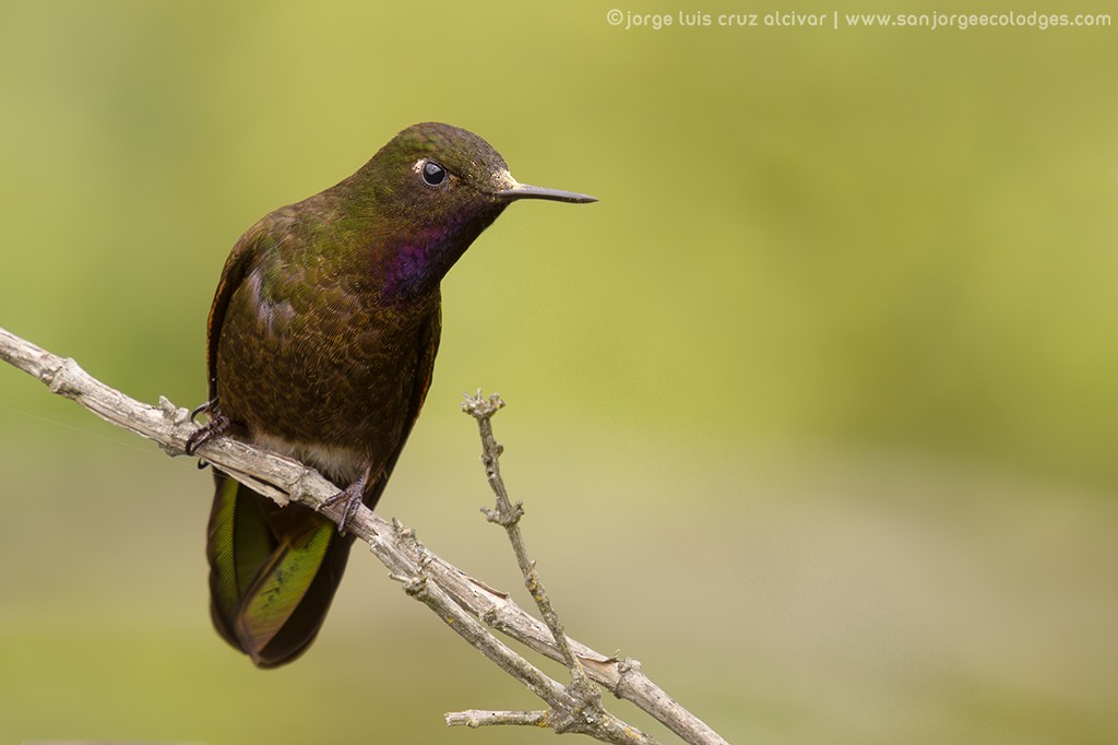 Violet-throated Metaltail - ML585077041