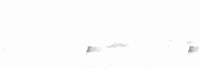 Дрізд-короткодзьоб Cвенсона - ML585079531