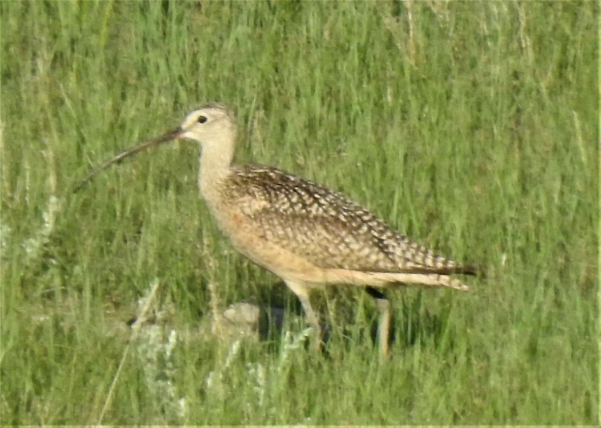 Long-billed Curlew - ML585084771