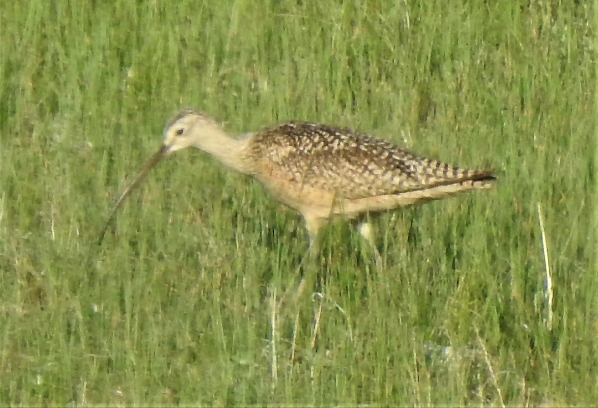 Long-billed Curlew - ML585084811