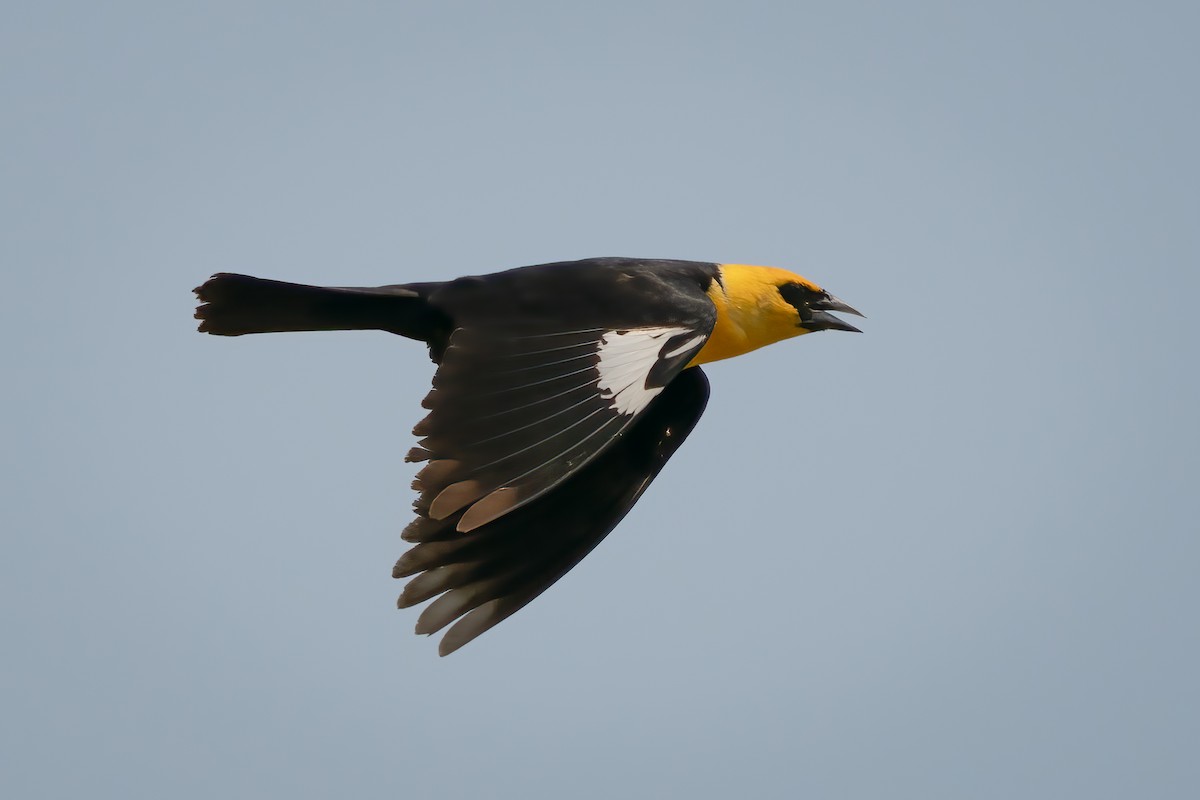 Yellow-headed Blackbird - Rick Wilhoit