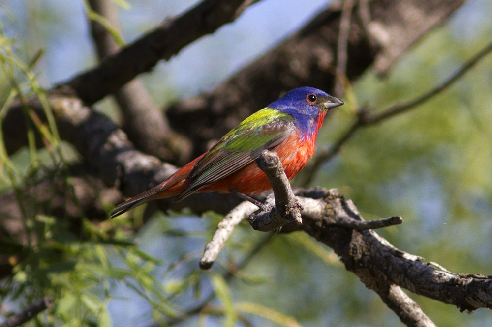 Painted Bunting - ML58508791