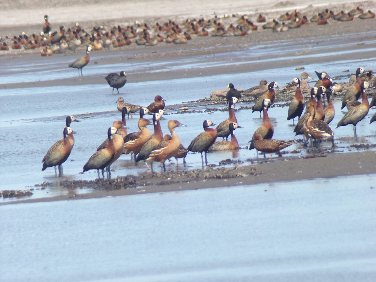 Fulvous Whistling-Duck - ML585089111