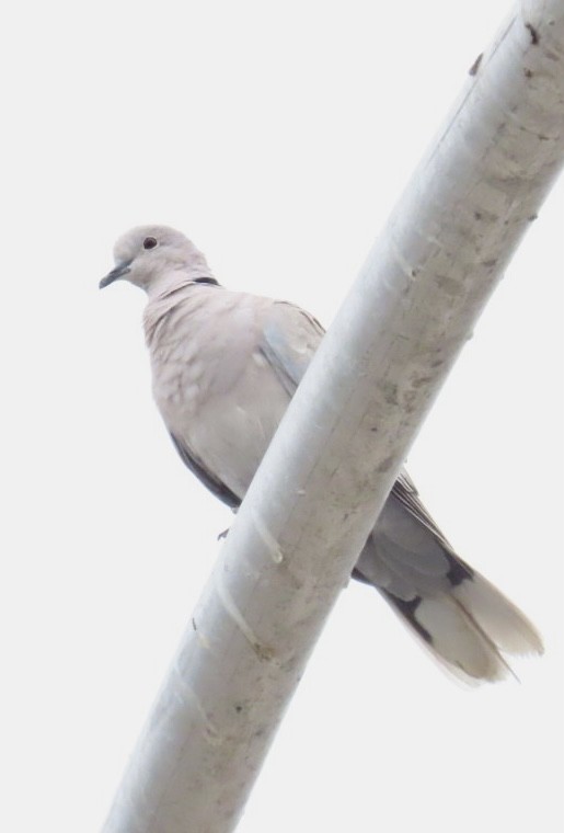 Eurasian Collared-Dove - ML585089151