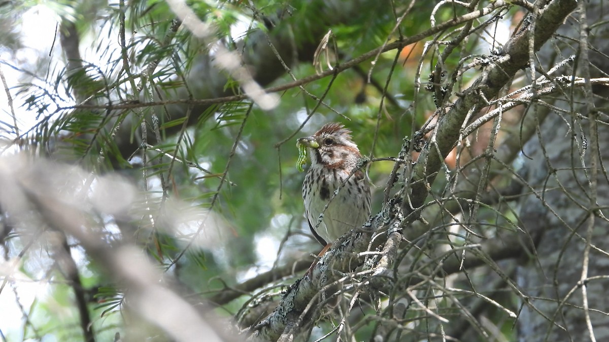 Song Sparrow - Denis Provencher COHL
