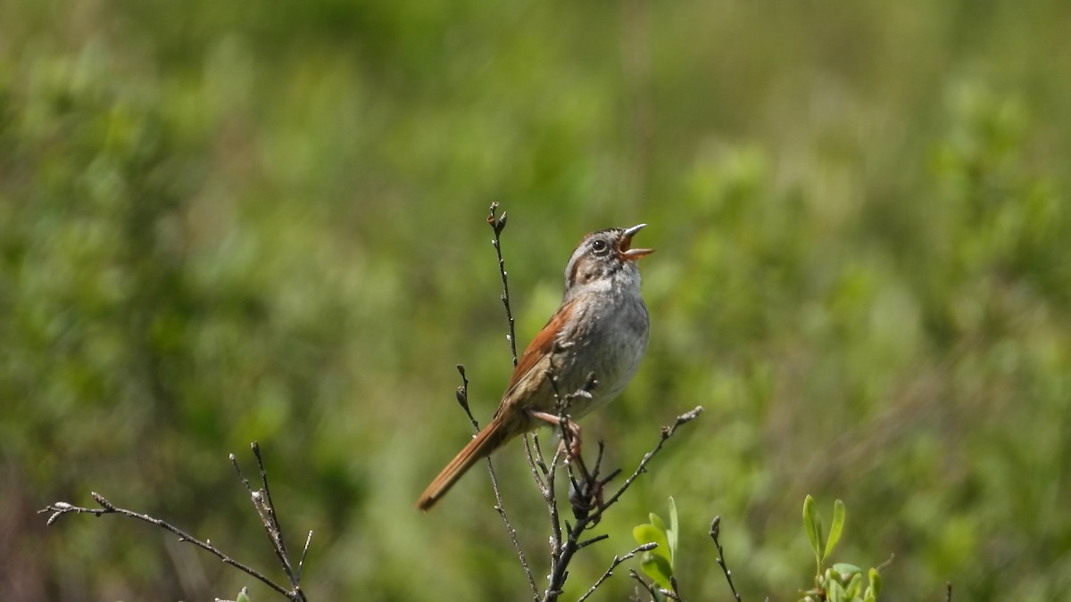 Swamp Sparrow - ML585089331