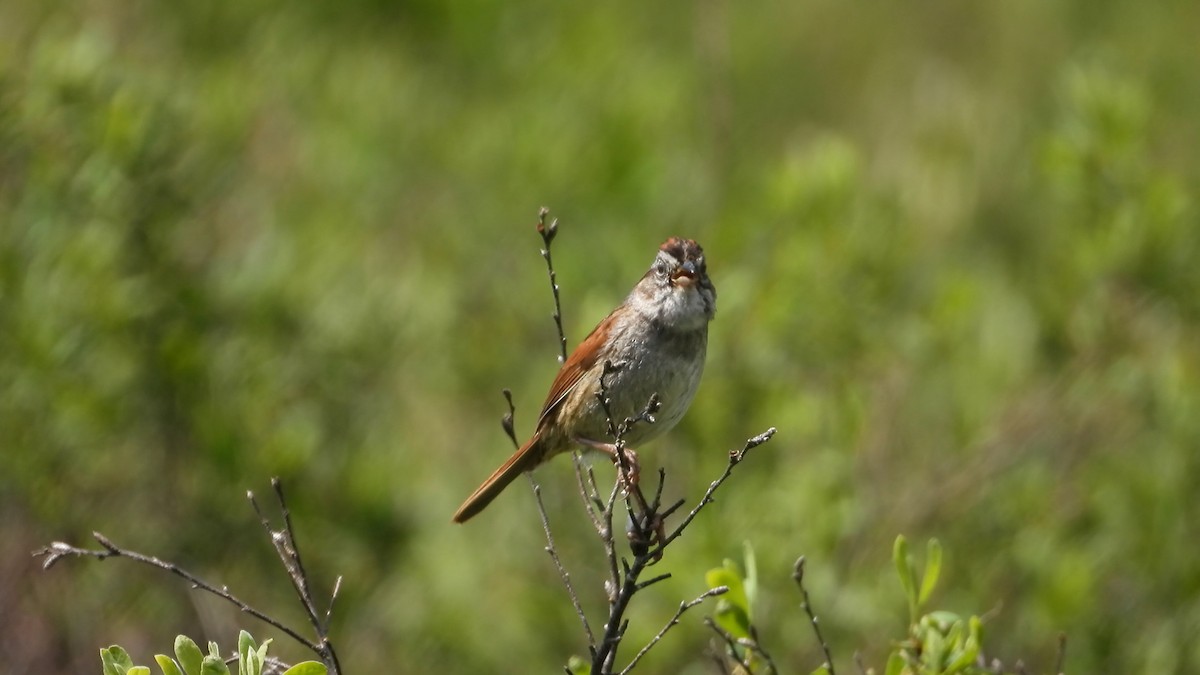 Swamp Sparrow - ML585089341