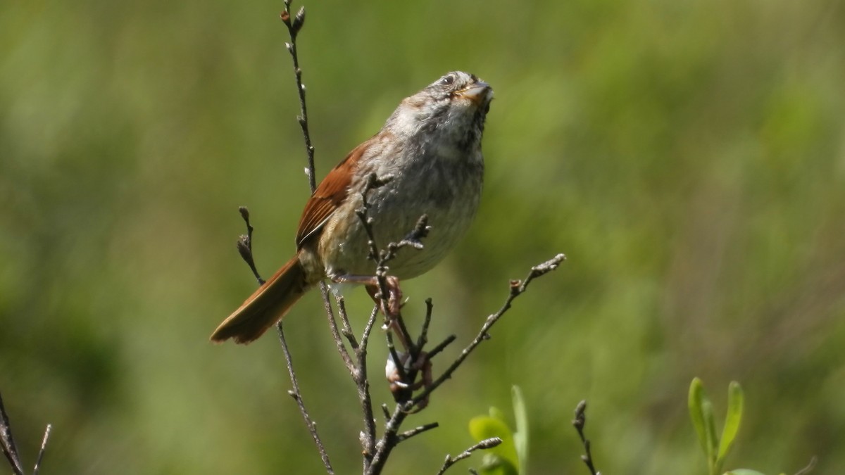 Swamp Sparrow - ML585089371