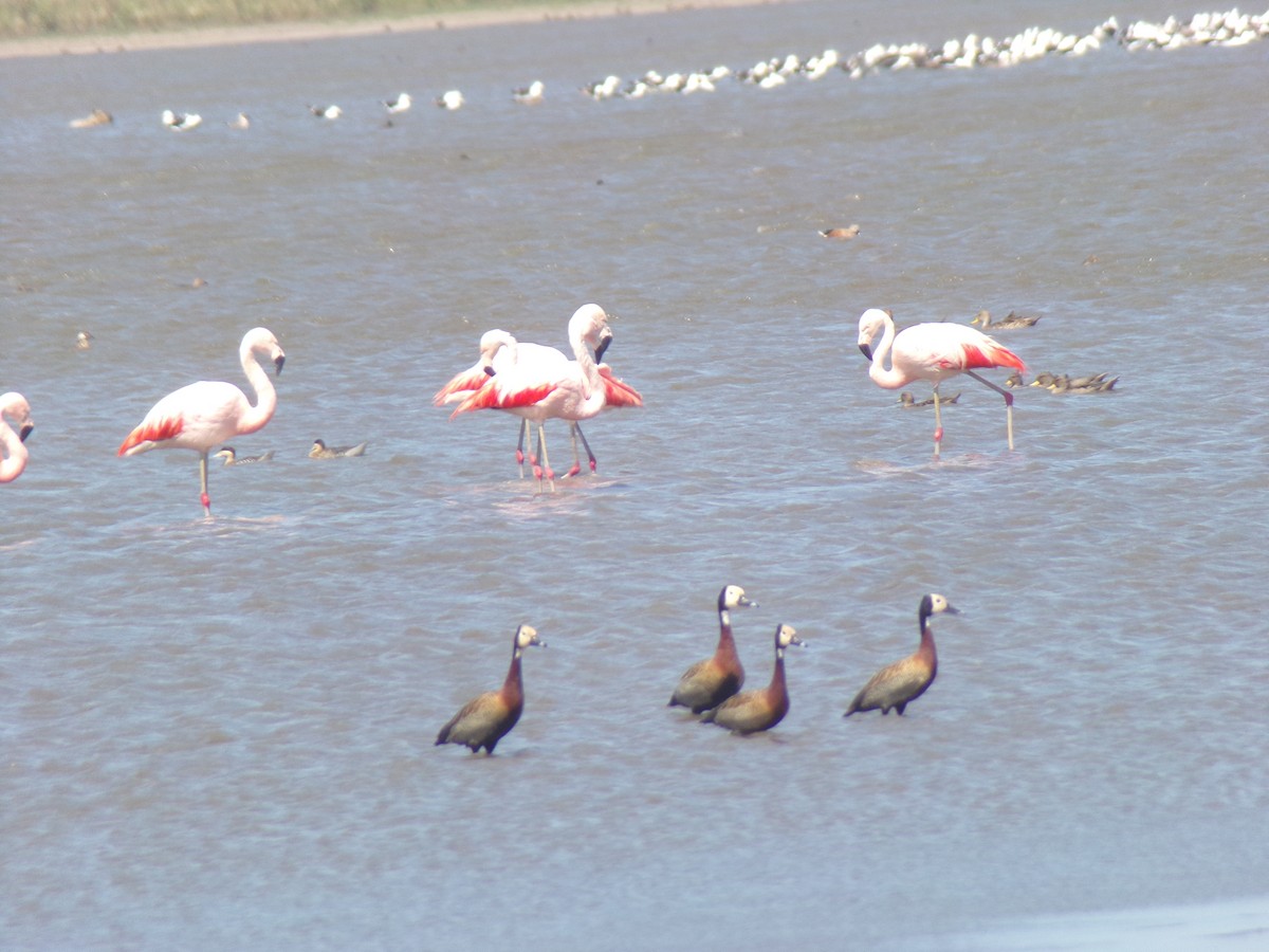 Chilean Flamingo - ML585091601