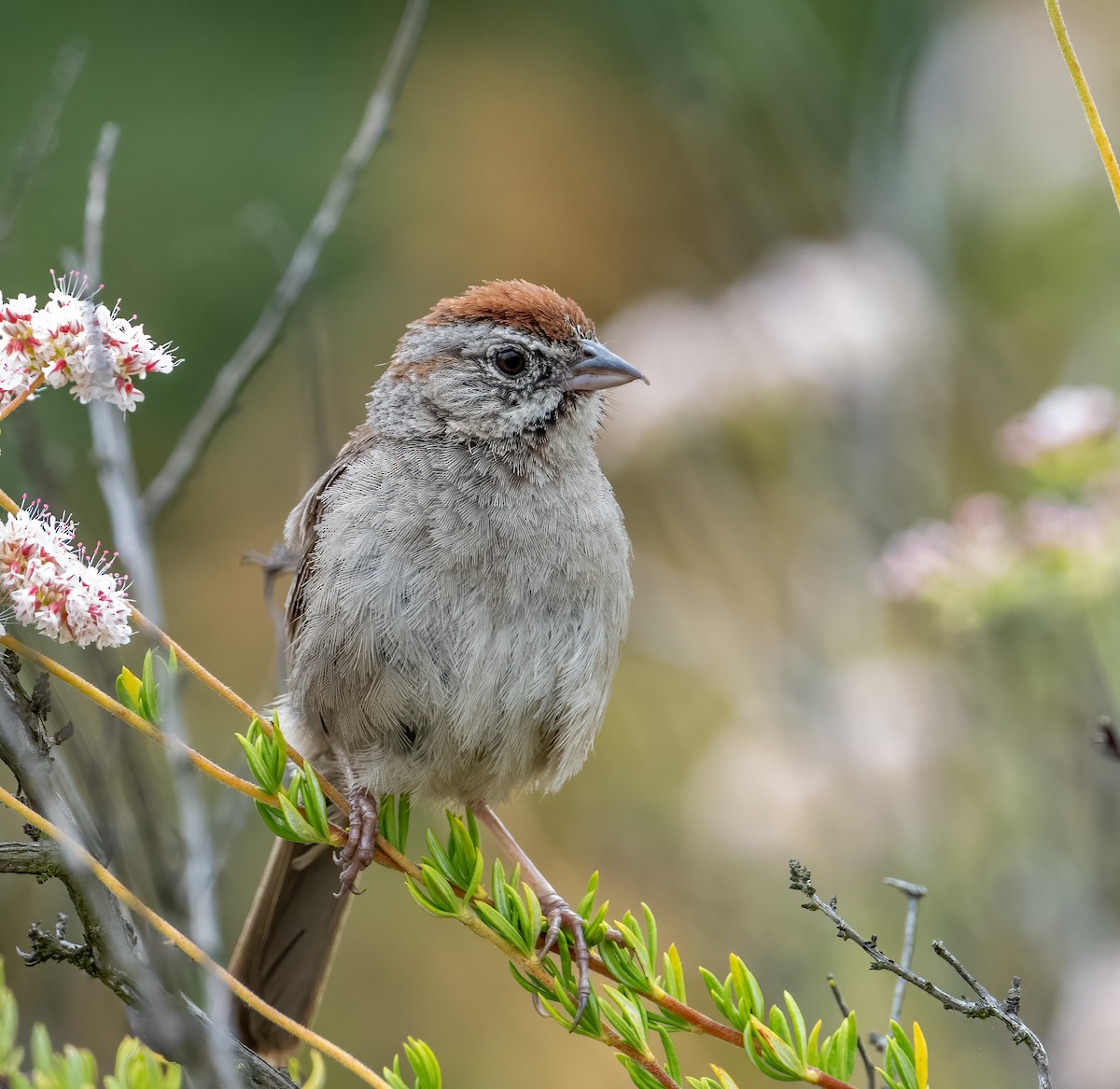 Rufous-crowned Sparrow - ML585091991