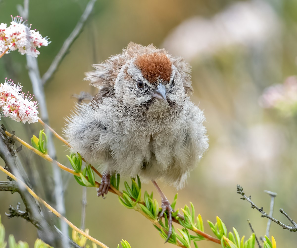Rufous-crowned Sparrow - Mel Senac