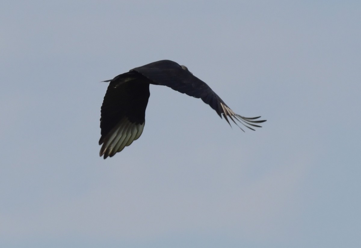 Black Vulture - ML585093991