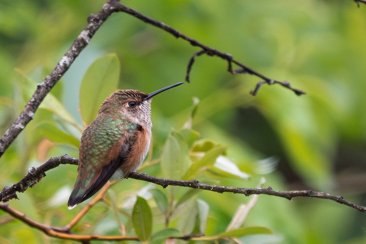Rufous Hummingbird - ML585095351