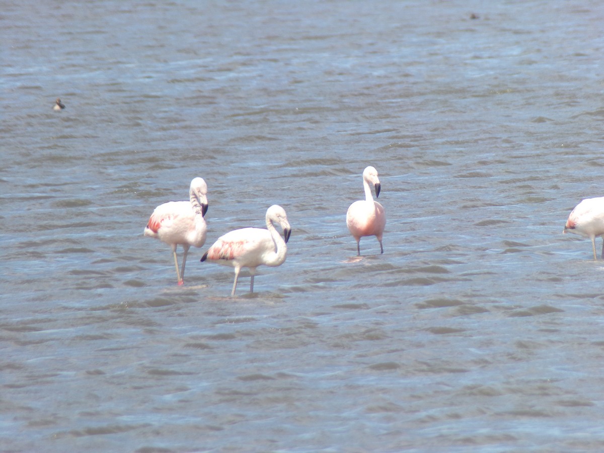 Chilean Flamingo - ML585097771