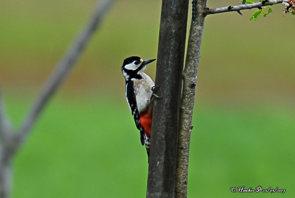 Great Spotted Woodpecker - ML58509831