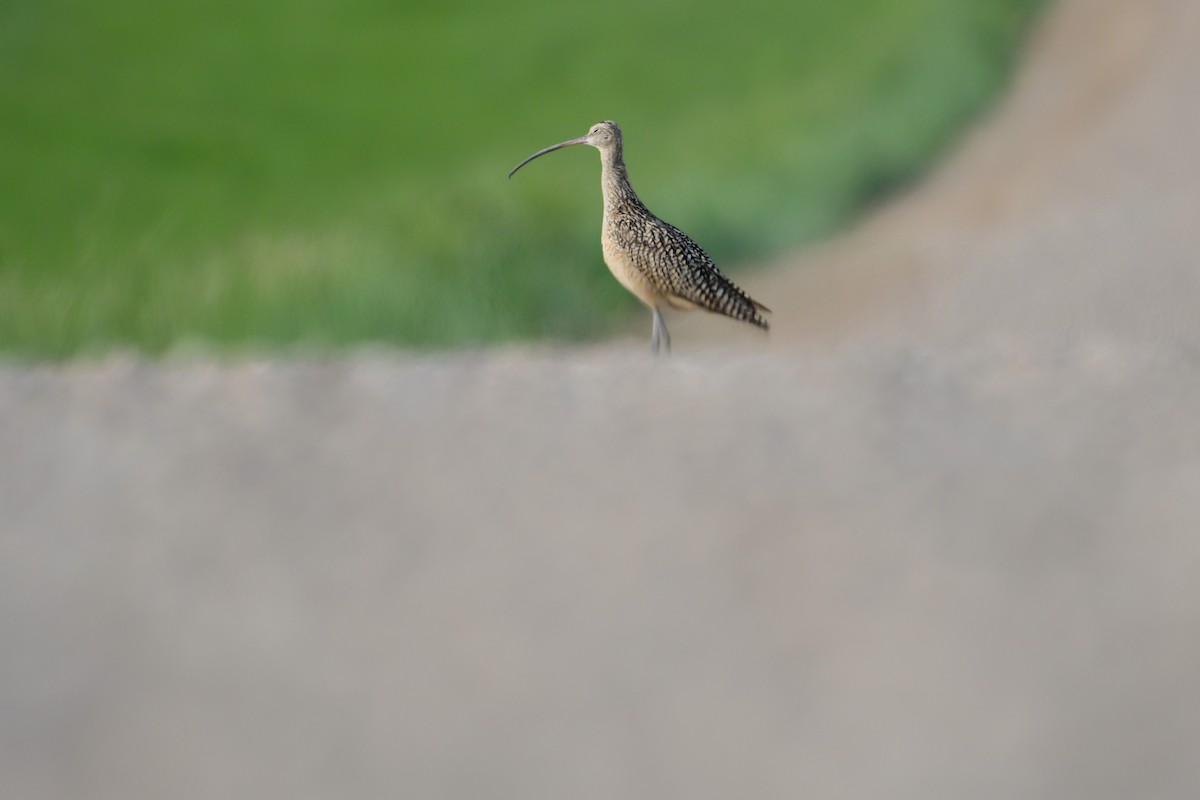 Long-billed Curlew - ML585098431