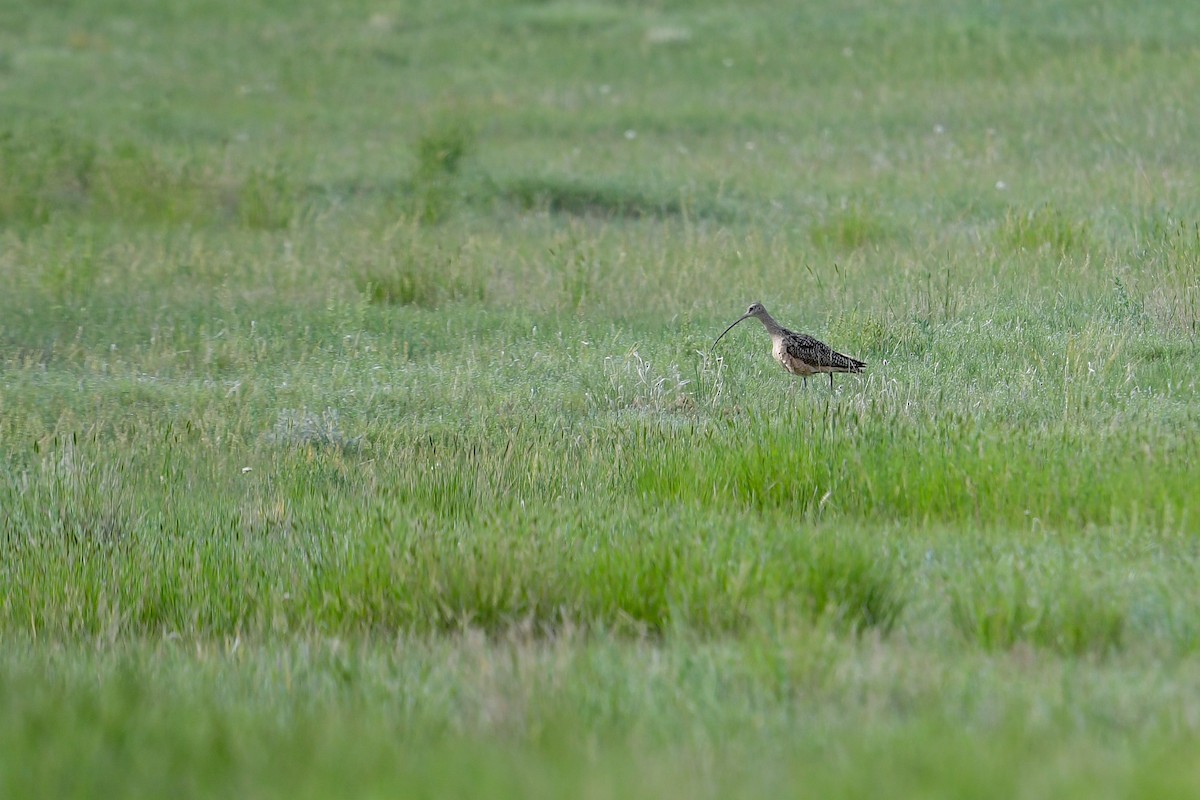 Long-billed Curlew - ML585098451