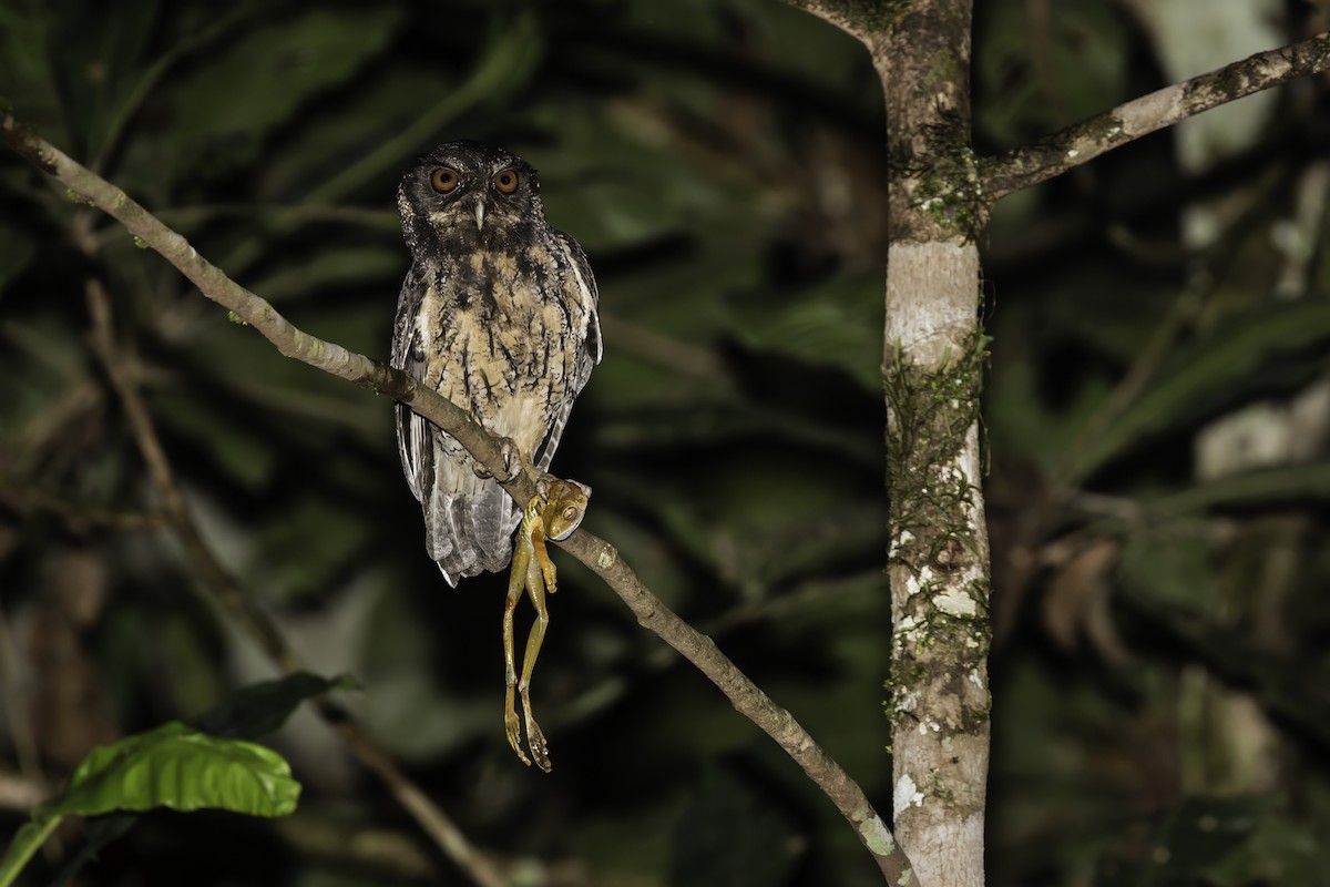 Tawny-bellied Screech-Owl - ML585098621