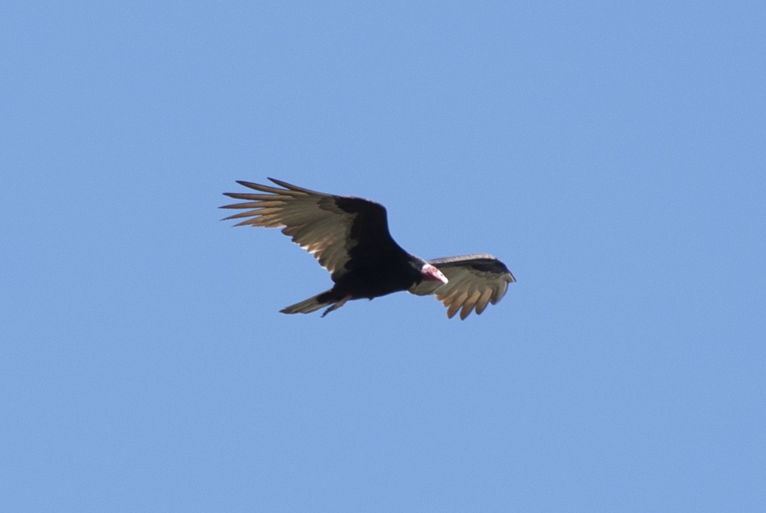 Turkey Vulture - ML585099261