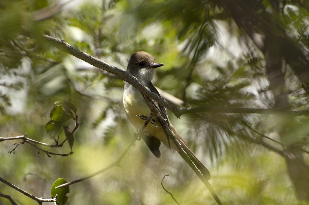 Brown-crested Flycatcher (South American) - ML585099661