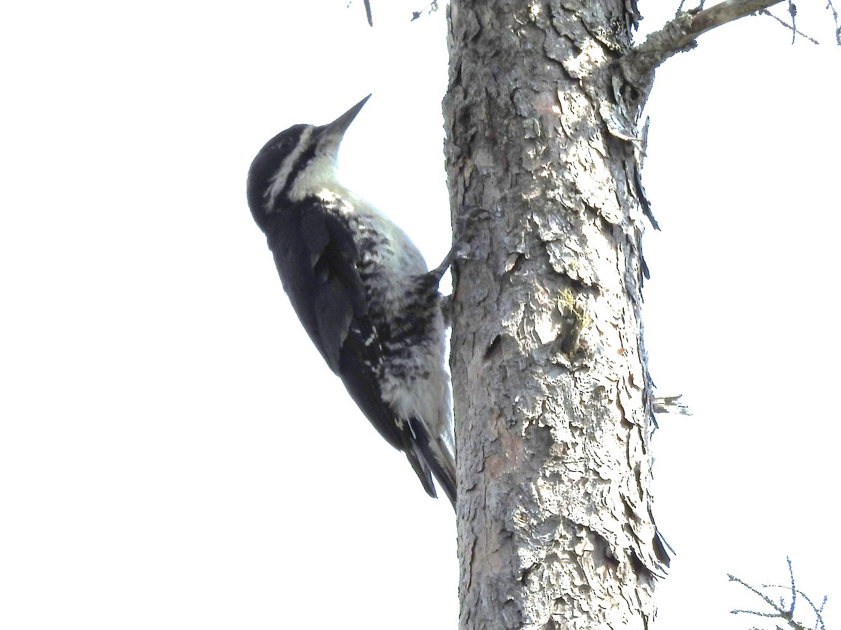 Black-backed Woodpecker - ML585103911