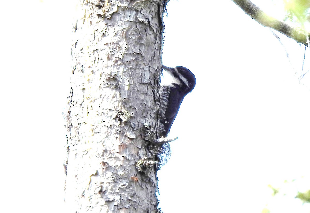 Black-backed Woodpecker - ML585104201