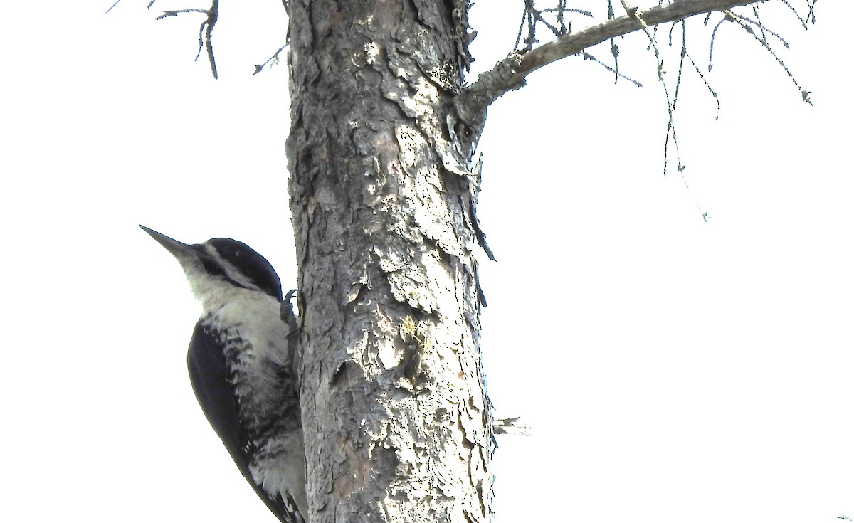 Black-backed Woodpecker - Rob Speirs