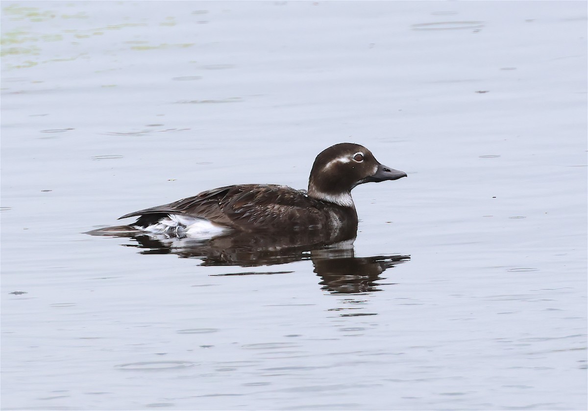 Long-tailed Duck - ML585104421