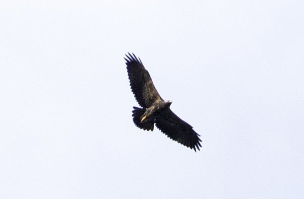 Black-chested Buzzard-Eagle - ML585105541