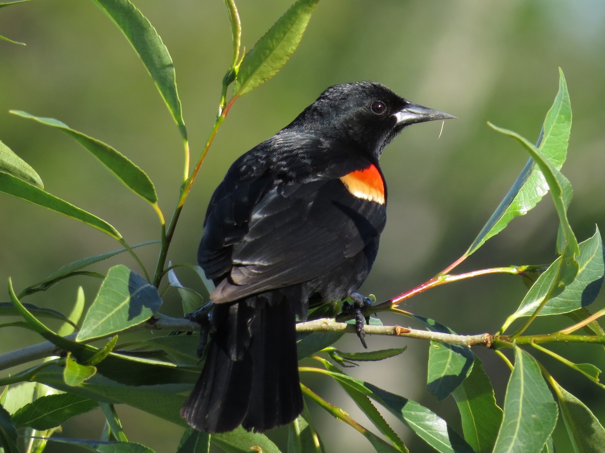 Red-winged Blackbird - ML58510601