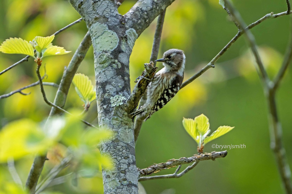 Japanese Pygmy Woodpecker - ML585108601