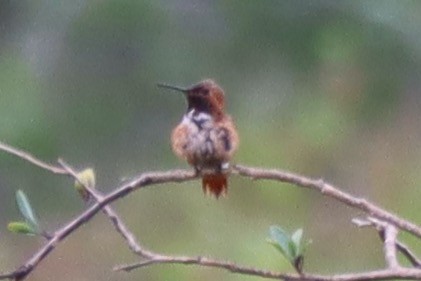Allen's Hummingbird - ML585113871