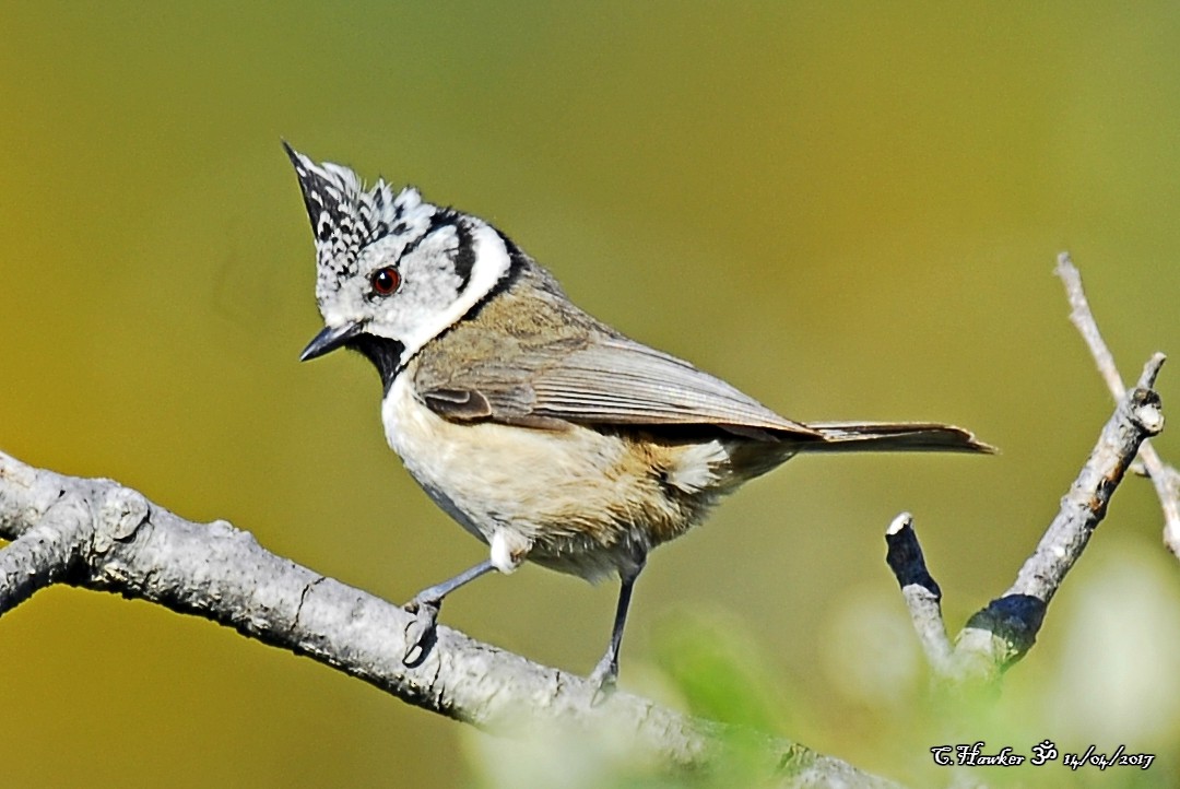 Crested Tit - ML58511411