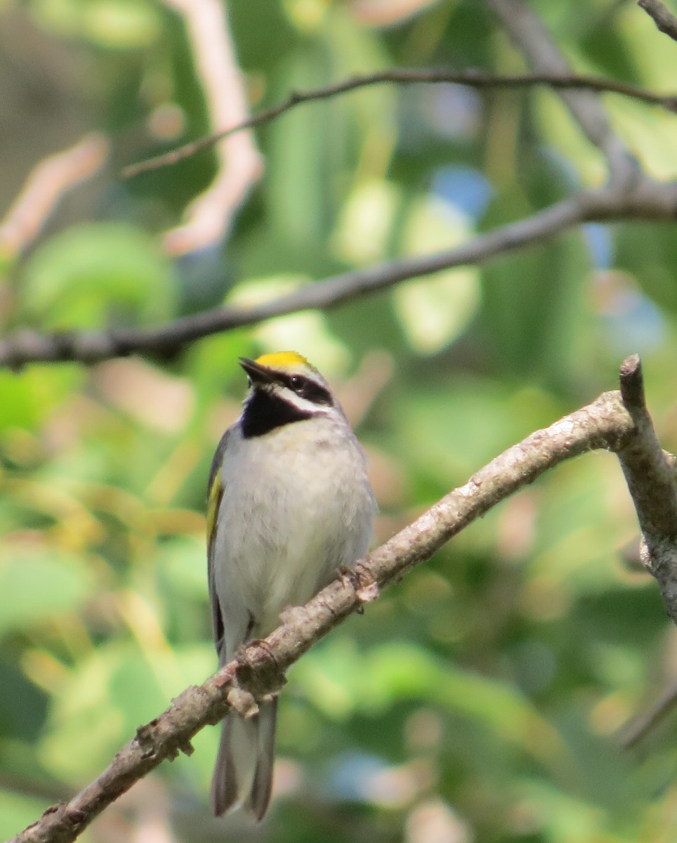 Golden-winged Warbler - raylene wall