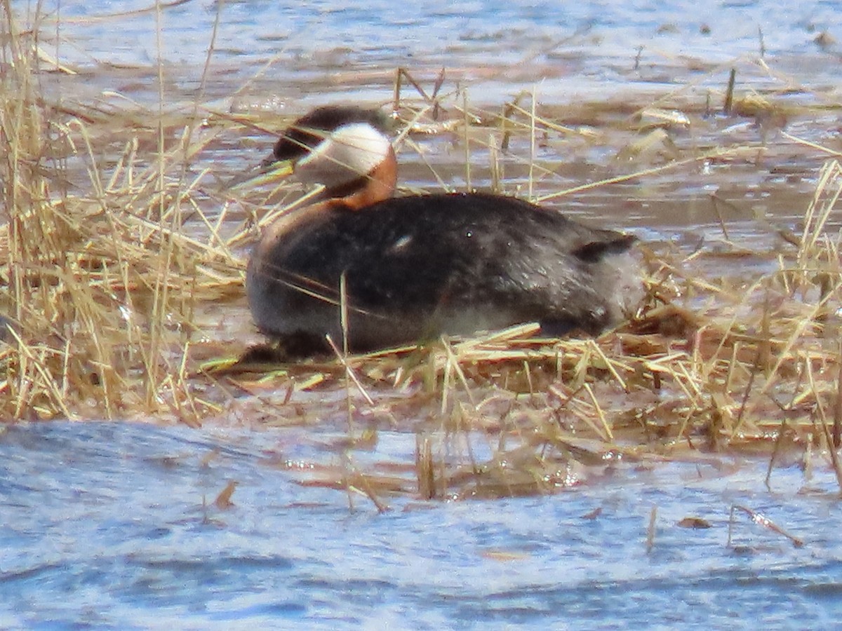 Red-necked Grebe - ML585120541