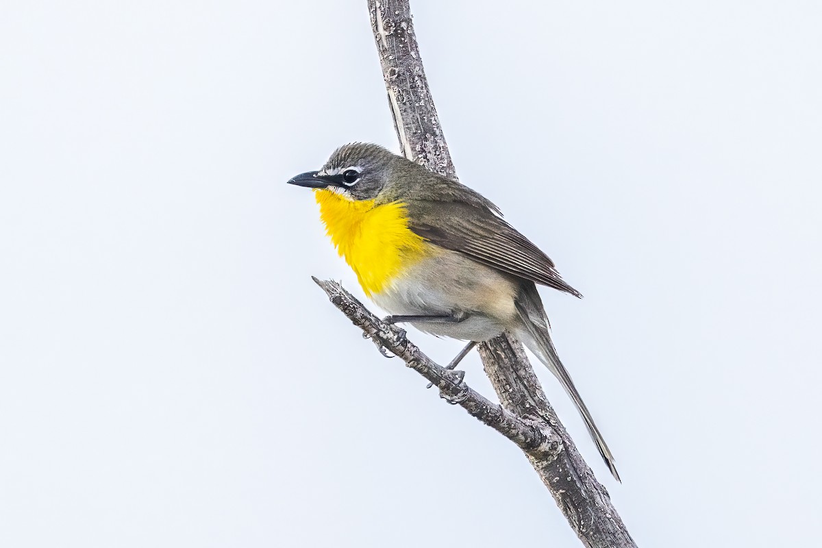 Yellow-breasted Chat - ML585122891