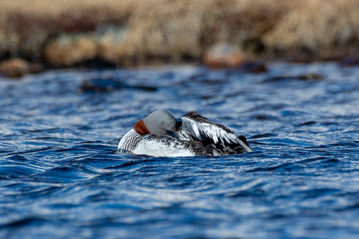 Red-throated Loon - ML585123381
