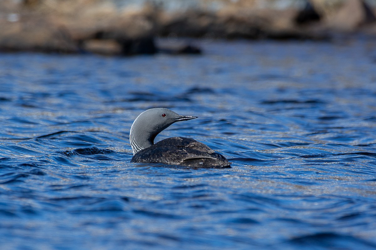 Red-throated Loon - ML585123391