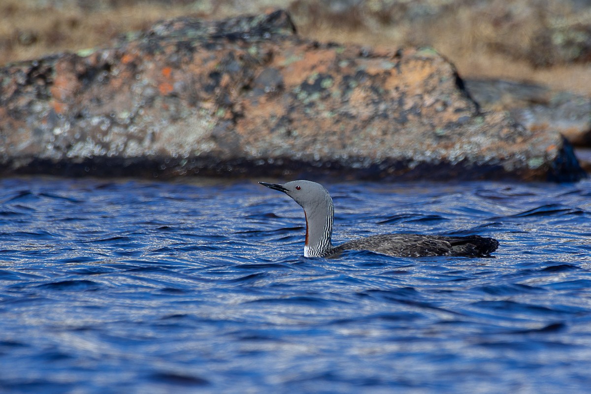 Red-throated Loon - ML585123401