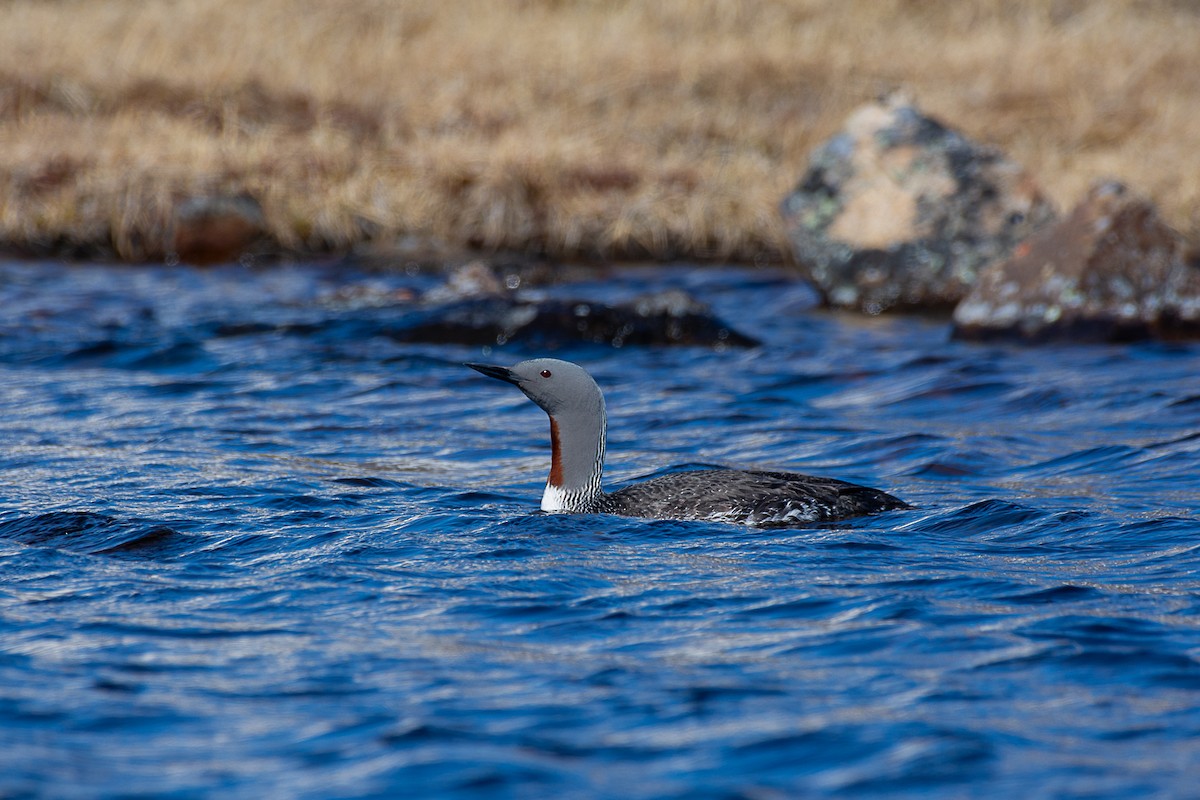 Red-throated Loon - ML585123411