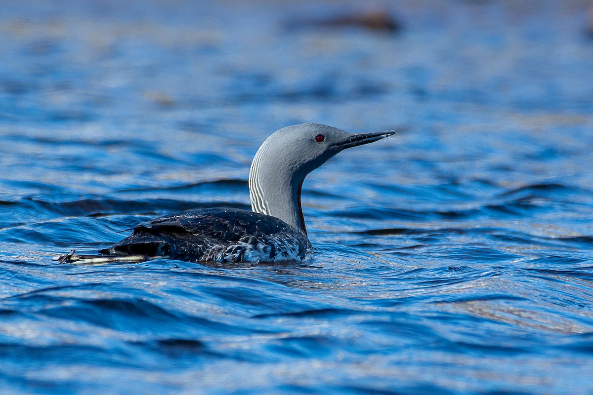 Red-throated Loon - ML585123421