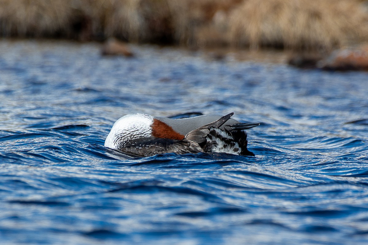 Red-throated Loon - ML585123431